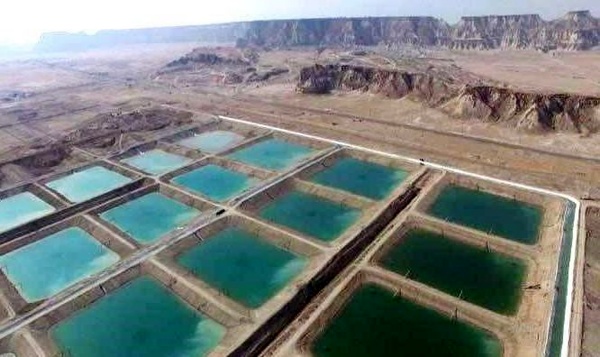 ۸۷ کارگر و ۳۷ مزرعه پرورش میگو مشمول بیمه بیکاری می‌شوند