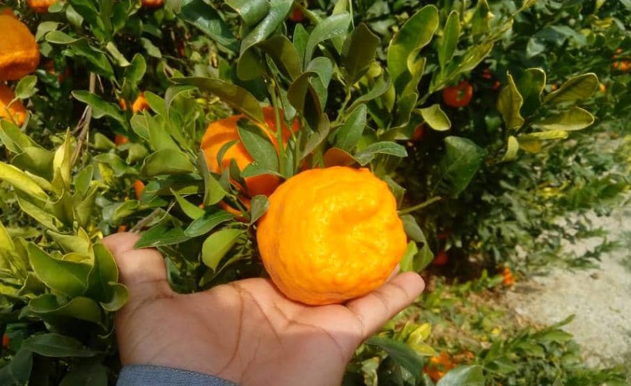 آغاز برداشت نارنگی از 1هزار و 100هکتار از باغات بخش فارغان