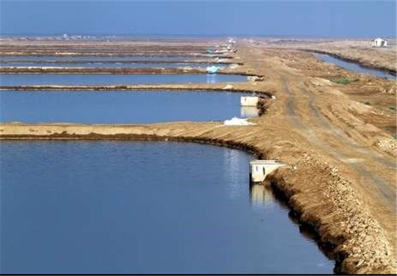 مرکز تکثیر میگوی در شهرستان سیریک به بهره‌برداری رسید